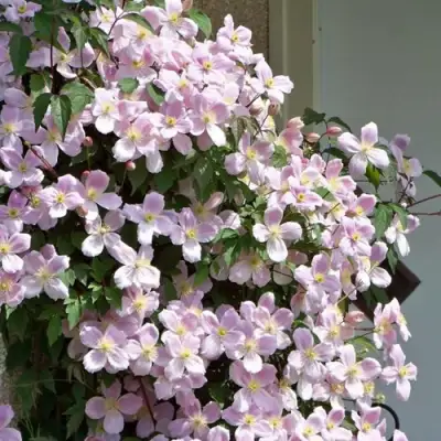 Клематис ГОРНЫЙ в Казани