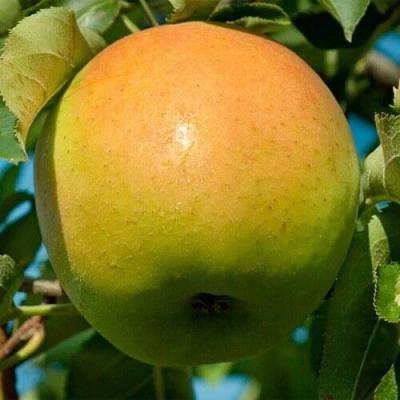 Яблоня МУТСУ в Казани
