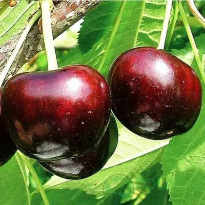 Черешня САММИТ в Казани