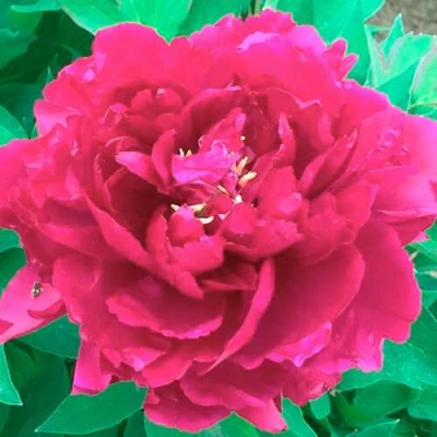 Пион ОСТРОВНОЙ МИНИСТР древовидный в Казани