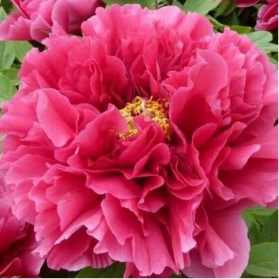 Пион КОРОЛЕВСКИЙ ЦВЕТОК древовидный в Казани