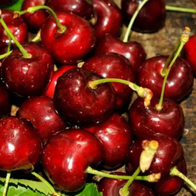 Черешня САММИТ в Казани
