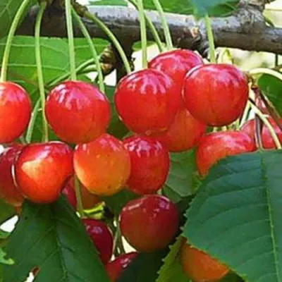 Черешня ДОНЧАНКА в Казани