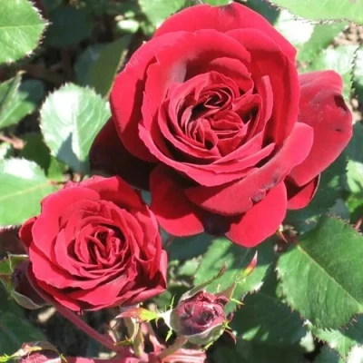 саженцы розы Изабель Ренессанс