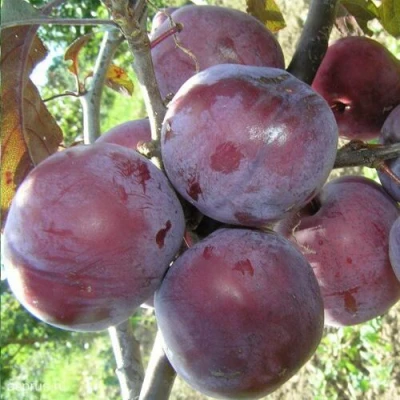 Слива ЛАМА в Казани