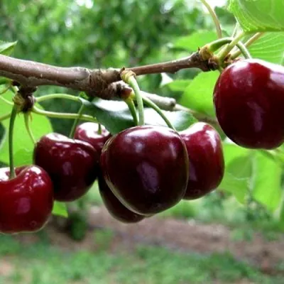 Вишня МОРОЗОВКА в Казани