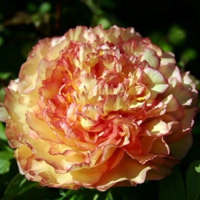 Пион ЗОЛОТАЯ РОССЫПЬ древовидный в Казани