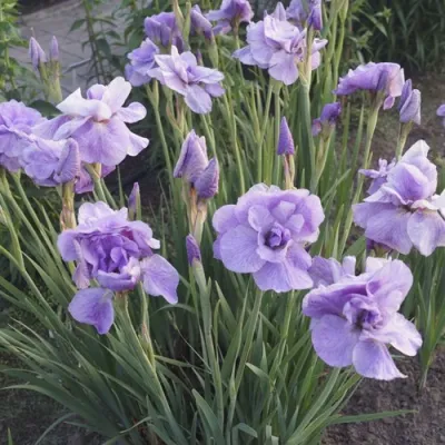 Ирис ИМПЕРИАЛ ОПАЛ сибирский в Казани