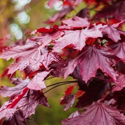 Клен РОЯЛ РЕД остролистный в Казани