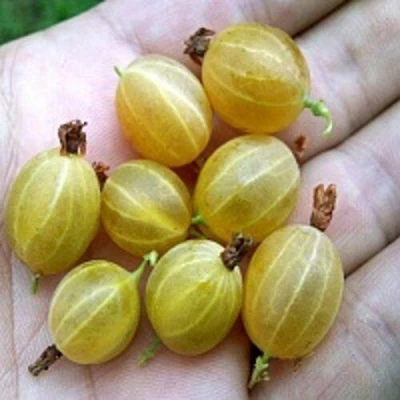 Крыжовник ЯРОВОЙ в Казани