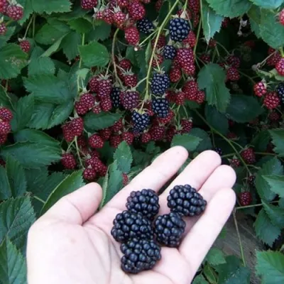 Ежевика ОРКАН бесшипная в Казани