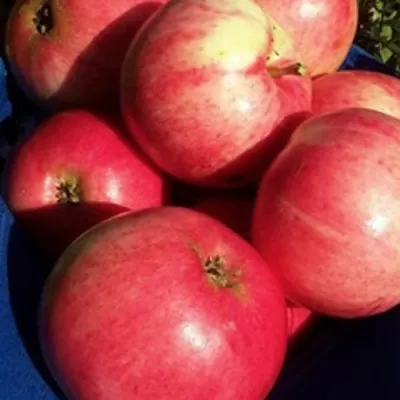 Яблоня СУЙСЛЕПСКОЕ (МАЛИНОВКА) в Казани