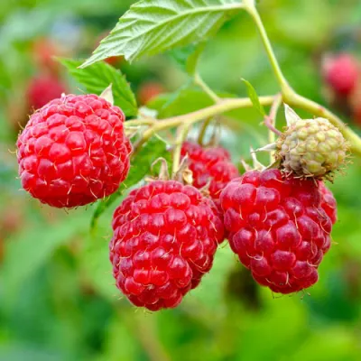 Малина РУБИФОЛ в Казани