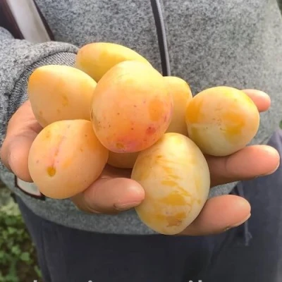 Слива ЯХОНТОВАЯ в Казани