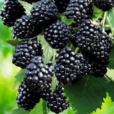 Ежевика АПАЧИ бесшипная  в Казани