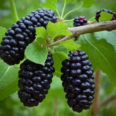 Шелковица плакучая в Казани