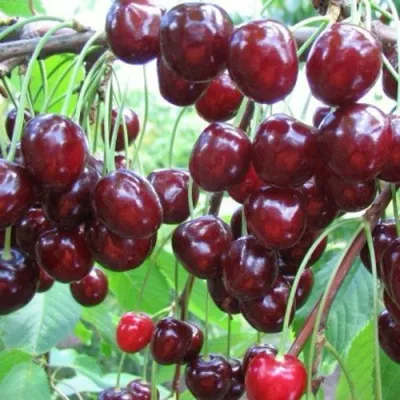 Черешня ОВСТУЖЕНКА в Казани