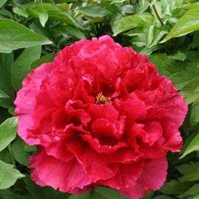 Пион АРОМАТНОЕ ВОСПОМИНАНИЕ древовидный в Казани