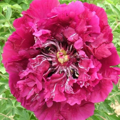 Пион ПУРПУРНЫЙ ОКЕАН древовидный в Казани