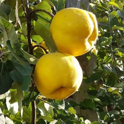 Айва МАРИЯ в Казани