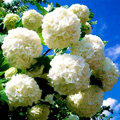 Калина БУЛЬДЕНЕЖ в Казани