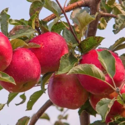 Яблоня РОЖДЕСТВЕНСКОЕ в Казани