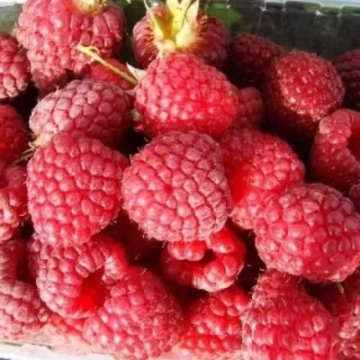 Малина ПОЛЕСЬЕ в Казани