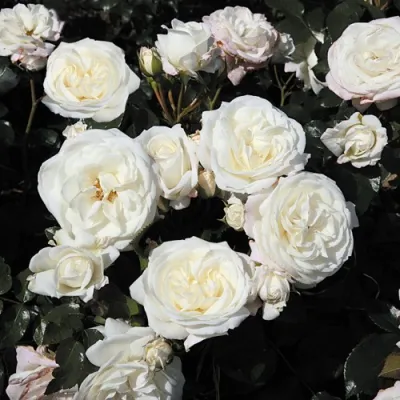 Роза АЛАБАСТЕР флорибунда в Казани