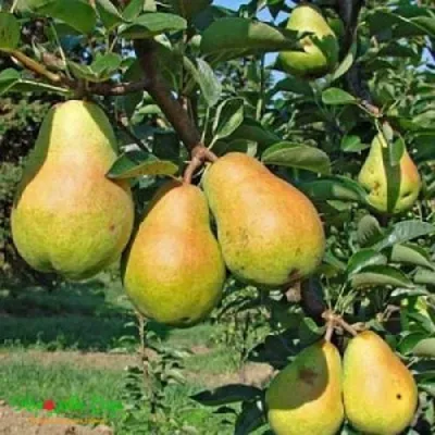 Груша ДОБРЯНКА в Казани