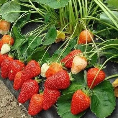 Клубника РОКСАНА в Казани