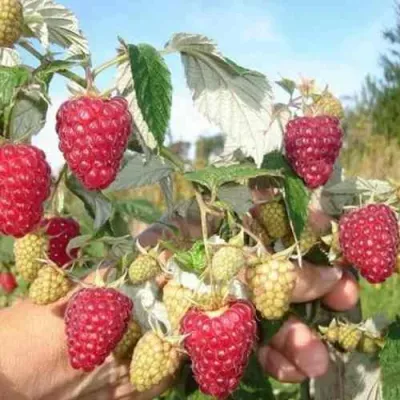 Малина ЖАР-ПТИЦА в Казани