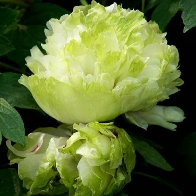 Пион ЗЕЛЕНЫЙ ШАР древовидный в Казани