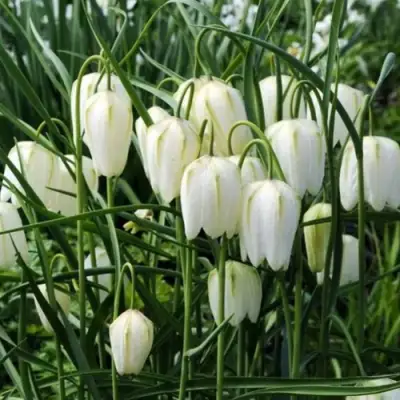 Рябчик АЛЬБА шахматный в Казани