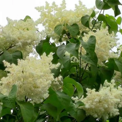 Сирень АМУРСКАЯ в Казани