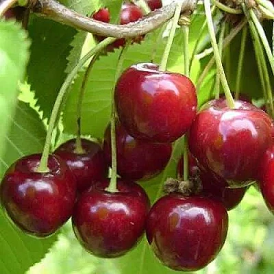 Вишня ХАРИТОНОВСКАЯ в Казани