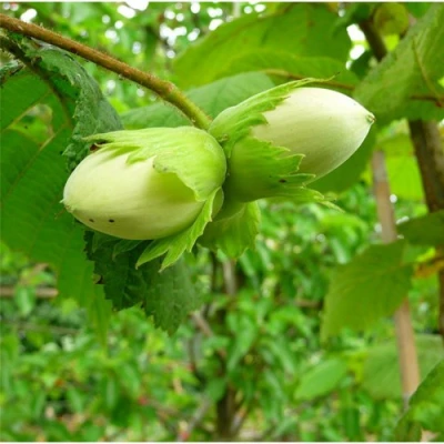 Фундук КОСФОРД в Казани