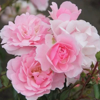 Роза БОНИКА флорибунда в Казани