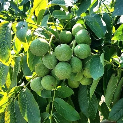 Грецкий орех  ИЗЯЩНЫЙ в Казани