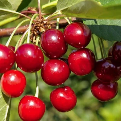 Вишня ЛЮБСКАЯ в Казани