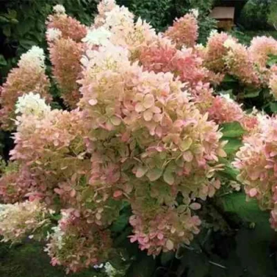 гортензия фантом