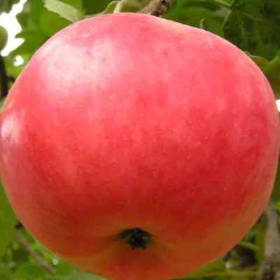 Яблоня СУЙСЛЕПСКОЕ (МАЛИНОВКА) в Казани