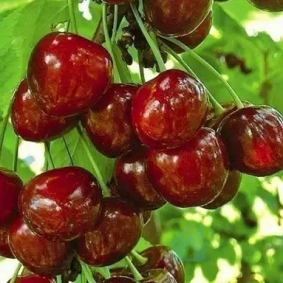 Черешня БУРЛАТ в Казани