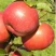 Яблоня РЕДКРАФТ в Казани