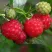 Малина СОЛНЫШКО в Казани