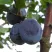 Слива ВЕНГЕРКА БЕЛОРУССКАЯ в Казани