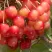 Черешня ЮЛИЯ в Казани
