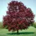 Клен РОЯЛ РЕД остролистный в Казани
