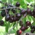 Черешня ЛЮБИМИЦА АСТАХОВА в Казани