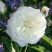 Роза АЛАБАСТЕР флорибунда в Казани