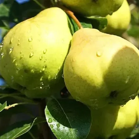 сорта груши сорта груши